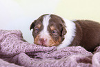 2 weeks old Australian Shepherd puppy