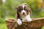 4 weeks old Australian Shepherd puppy