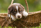 4 weeks old Australian Shepherd puppy