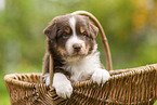 4 weeks old Australian Shepherd puppy