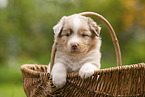 4 weeks old Australian Shepherd puppy