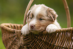 4 weeks old Australian Shepherd puppy