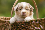 4 weeks old Australian Shepherd puppy