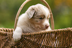 4 weeks old Australian Shepherd puppy