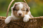 4 weeks old Australian Shepherd puppy