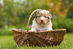 4 weeks old Australian Shepherd puppy