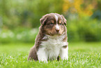 4 weeks old Australian Shepherd puppy
