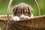 4 weeks old Australian Shepherd puppy
