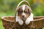 4 weeks old Australian Shepherd puppy