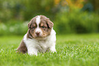 4 weeks old Australian Shepherd puppy