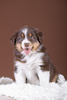 5 weeks old Australian Shepherd puppy