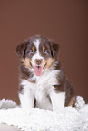 5 weeks old Australian Shepherd puppy