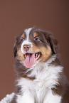5 weeks old Australian Shepherd puppy