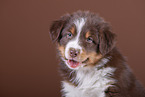 5 weeks old Australian Shepherd puppy