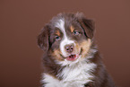 5 weeks old Australian Shepherd puppy