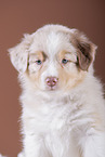 5 weeks old Australian Shepherd puppy