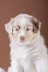 5 weeks old Australian Shepherd puppy