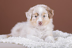 5 weeks old Australian Shepherd puppy