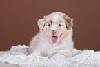 5 weeks old Australian Shepherd puppy