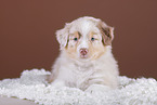 5 weeks old Australian Shepherd puppy
