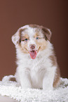5 weeks old Australian Shepherd puppy