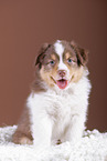 5 weeks old Australian Shepherd puppy