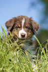 8 weeks old Australian Shepherd puppy