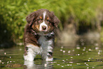 8 weeks old Australian Shepherd puppy