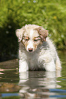 8 weeks old Australian Shepherd puppy