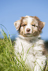 8 weeks old Australian Shepherd puppy