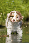 8 weeks old Australian Shepherd puppy