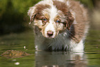 8 weeks old Australian Shepherd puppy