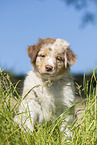 8 weeks old Australian Shepherd puppy