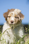 8 weeks old Australian Shepherd puppy