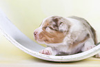 2 weeks old Australian Shepherd puppy