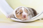 2 weeks old Australian Shepherd puppy