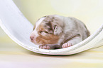 2 weeks old Australian Shepherd puppy