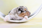 2 weeks old Australian Shepherd puppy