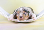 2 weeks old Australian Shepherd puppy