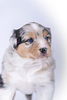 4 weeks old Australian Shepherd puppy