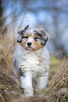 7 weeks old Australian Shepherd puppy
