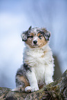 7 weeks old Australian Shepherd puppy