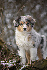 7 weeks old Australian Shepherd puppy