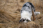 Australian Shepherd