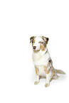 sitting Australian Shepherd