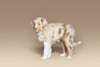 standing Australian Shepherd