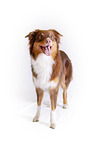 standing Australian Shepherd