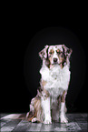 sitting Australian Shepherd