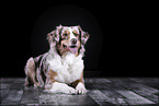 lying Australian Shepherd