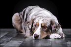 lying Australian Shepherd